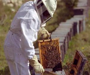 пазл Пчеловод или пчеловод работает с Специальный костюм в улей для сбора меда